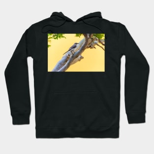 Tropical Mockingbird in Punda Curacao Hoodie